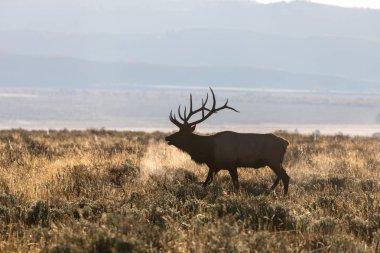 Wyoming boğa elk düşme rut sırasında