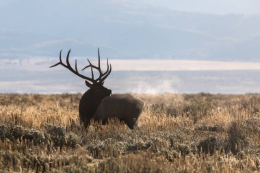 Wyoming boğa elk düşme rut sırasında