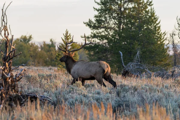 Elk Van Stier Wyoming Tijdens Val Sleur — Stockfoto