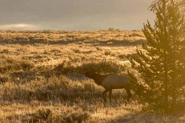 Wapiti Taureau Dans Wyoming Pendant Ornière Automne — Photo