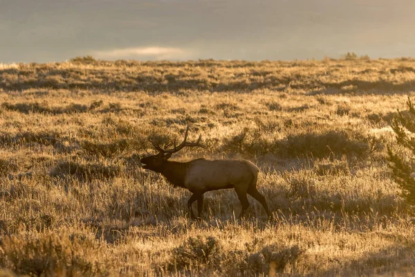 Bull Elk Wyomingu Během Pádu Rut — Stock fotografie