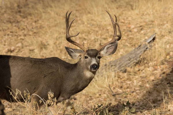 Mule Deer Buck Utah Fall — Stock Photo, Image