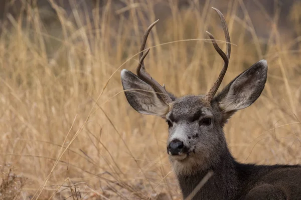 Mule Deer Buck Utah Fall — Stock Photo, Image