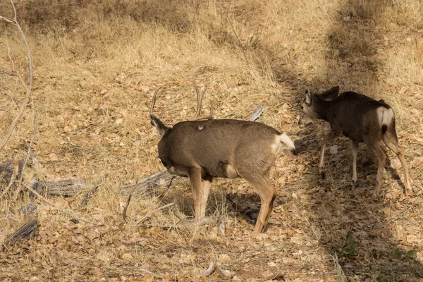 Mule Deer Buck Doe Grazing — Stock Photo, Image