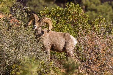Utah güzel çöl bighorn koyun RAM'de