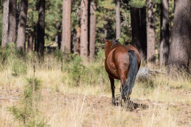 Kuzey Arizona ormanlarda vahşi at