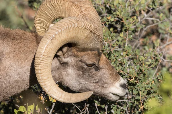 Utah güzel çöl bighorn koyun RAM'de