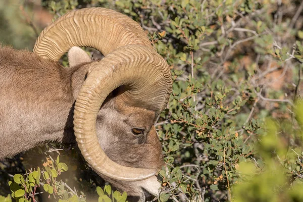 Nice Desert Bighorn Sheep Ram Utah — Stock Photo, Image