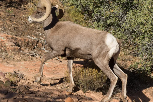 Utah güzel çöl bighorn koyun RAM'de