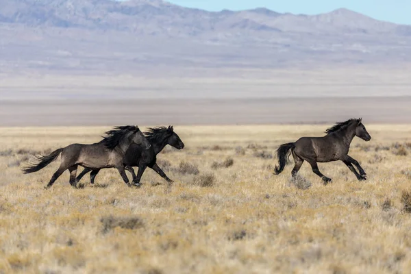 砂漠を走る野生の馬種牡馬 — ストック写真
