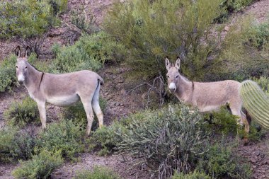 sevimli vahşi hazzetmeyen bahar Arizona Çölü'nde