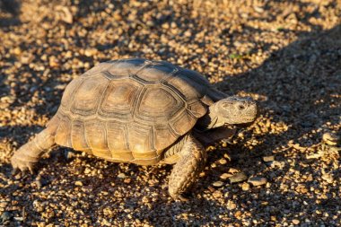 Arizona şirin çöl kaplumbağa