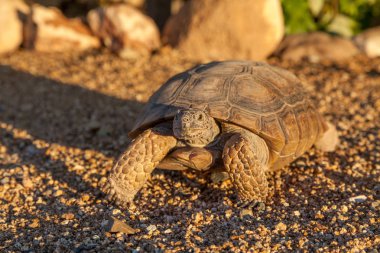 a cute desert tortoise in arizona clipart