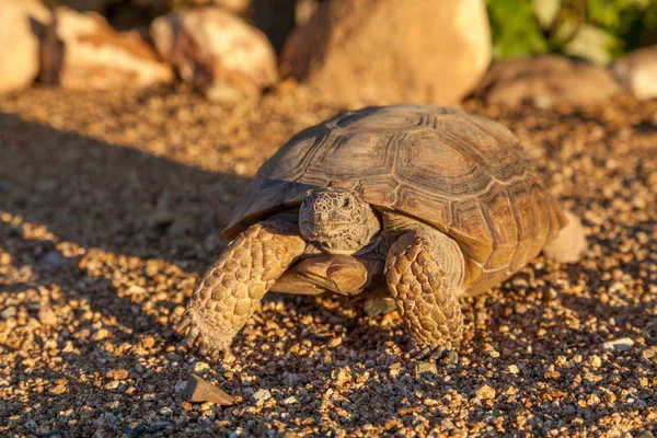 Cute Desert Tortoise Arizona — Stock Photo, Image