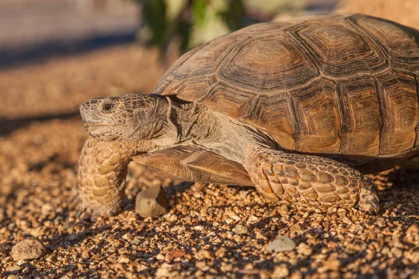 Eine Süße Wüstenschildkröte Arizona — Stockfoto