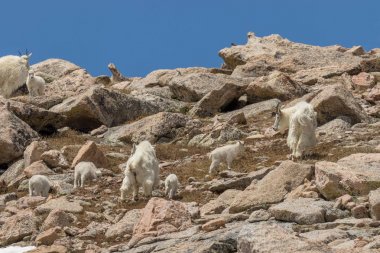 dağ keçisi dadılar ve yüksek çocuklarda Alp