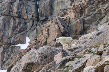 bir dağ keçisi dadı ve yavrusunu içinde Alp