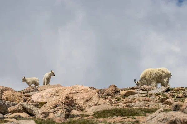 Bir Dağ Keçisi Dadı Yavrusunu Içinde Alp — Stok fotoğraf