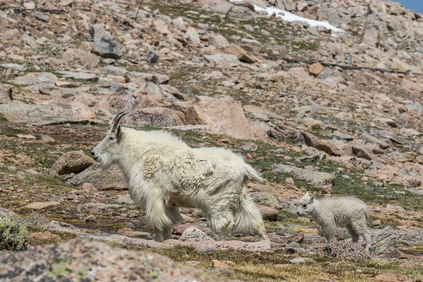 Une Nounou Chèvre Montagne Ses Petits Dans Domaine Alpin — Photo