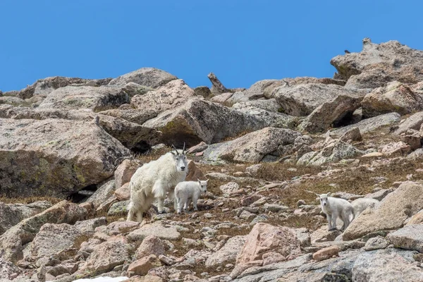Une Nounou Chèvre Montagne Ses Petits Dans Domaine Alpin — Photo