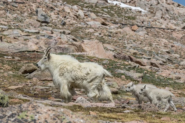 Bir Dağ Keçisi Dadı Yavrusunu Içinde Alp — Stok fotoğraf