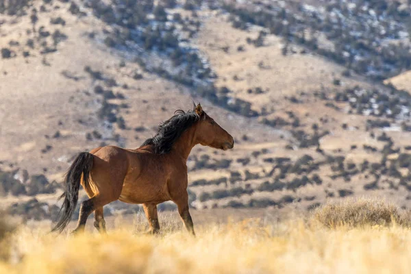 Caballo Salvaje Semental Desierto Utah — Foto de Stock
