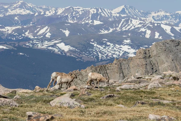 Kayalık Dağ Bighorn Koyun Koyunların Içinde Alp — Stok fotoğraf