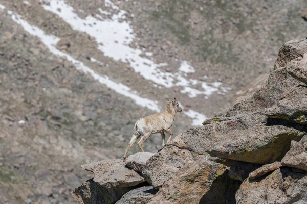 Ovejas Montaña Rocosa Bighorn Alpino —  Fotos de Stock