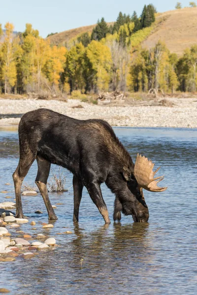 Bull Moose Drinking River Fall Rut Wyoming — Stock Photo, Image