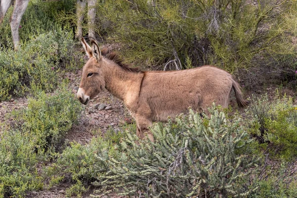 Lindo Burro Salvaje Desierto Arizona Primavera — Foto de Stock