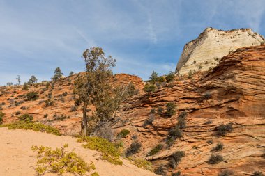 zion national park Utah engebeli güzelliği