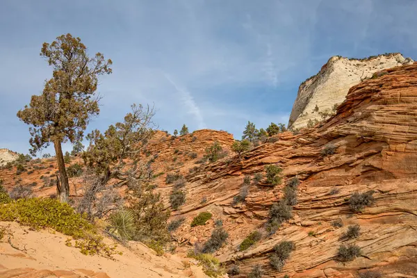 Beleza Robusta Parque Nacional Zion Utah — Fotografia de Stock