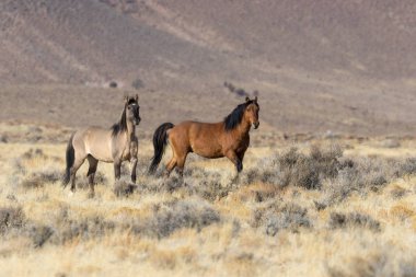 Utah çölünde bir çift vahşi at.