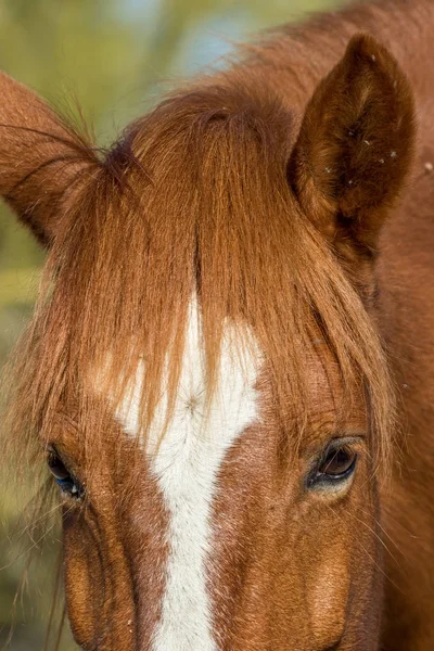 アリゾナ州の砂漠の塩の川の近くの野生の馬の肖像画 — ストック写真