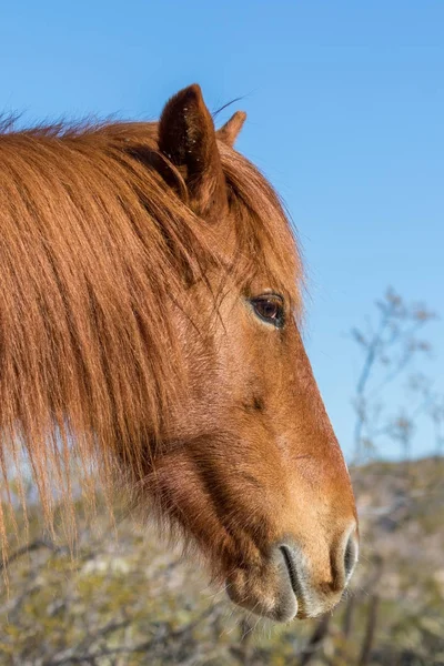 Portrait Wild Horse Salt River Arizona Desert — Stock Photo, Image