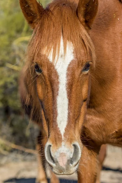 Een Portret Van Een Wild Paard Buurt Van Rivier Van — Stockfoto
