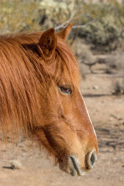 Retrato Caballo Salvaje Cerca Del Río Salado Desierto Arizona — Foto de Stock