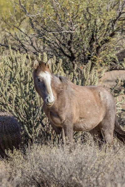 Caballo Salvaje Desierto Arizona —  Fotos de Stock