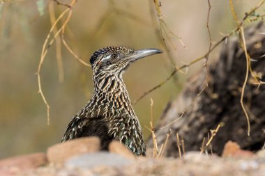 roadrunner arizona Çölü'nde