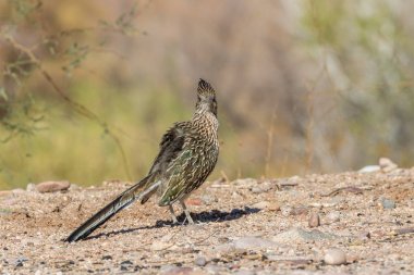roadrunner arizona Çölü'nde