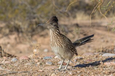 roadrunner arizona Çölü'nde