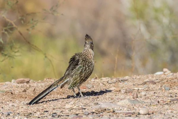 Ein Roadrunner Der Wüste Von Arizona — Stockfoto