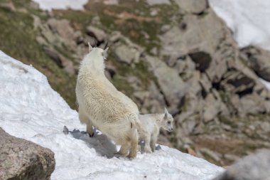 bir dağ keçisi dadı ve Alp karda çocukta