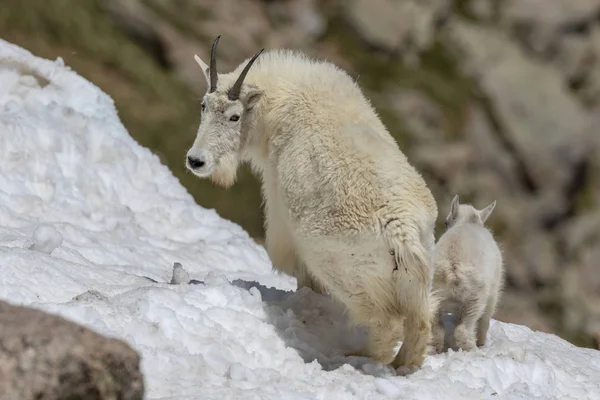 Una Cabra Montaña Niñera Niño Nieve Alpino — Foto de Stock