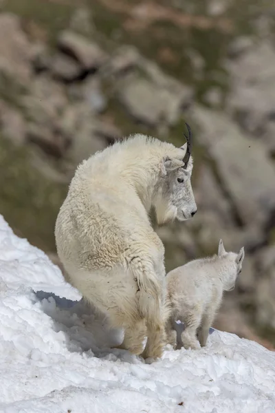 山ヤギの乳母と高山の雪の中で子供 — ストック写真