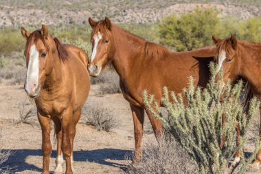 tuz Nehri yakınında Arizona çölde Vahşi atlar