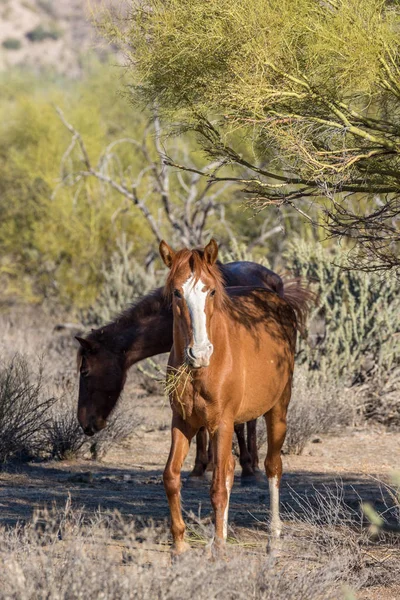 Dzikie Konie Pustyni Arizonie Pobliżu Rzeki Soli — Zdjęcie stockowe