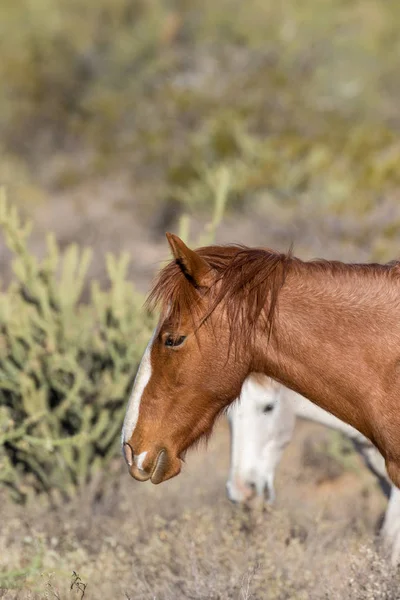 野马在亚利桑那沙漠在盐河附近 — 图库照片