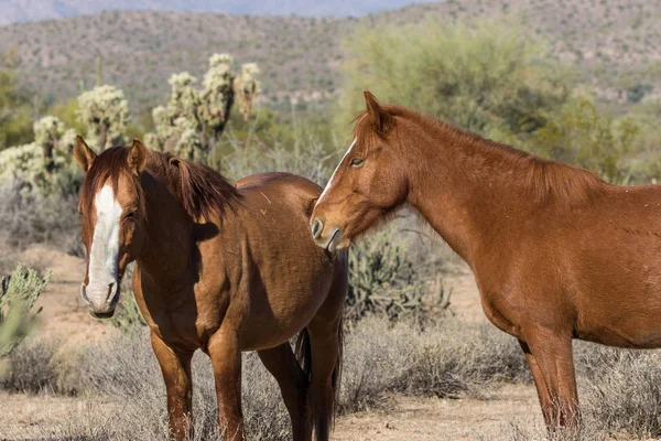 Dzikie Konie Pustyni Arizonie Pobliżu Rzeki Soli — Zdjęcie stockowe