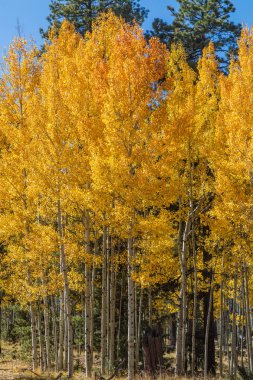 Arizona'nın beyaz dağlarda altın aspens Güz